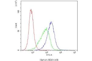 Flow cytometry testing of human A549 cells with ABCB4 antibody at 1ug/10^6 cells (blocked with goat sera)