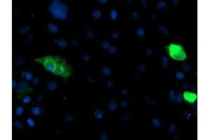 Anti-ENPEP mouse monoclonal antibody (ABIN2455525) immunofluorescent staining of COS7 cells transiently transfected by pCMV6-ENTRY ENPEP (RC210521). (ENPEP 抗体)