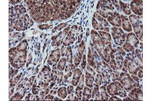 Image no. 3 for anti-Ret Finger Protein-Like 3 (RFPL3) antibody (ABIN1500675) (RFPL3 抗体)