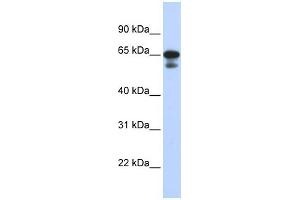 WB Suggested Anti-MIZF Antibody Titration:  0. (HINFP 抗体  (Middle Region))