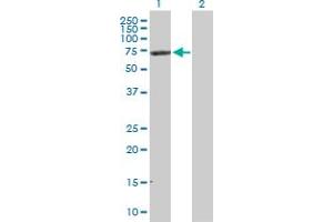 Western Blot analysis of NRP1 expression in transfected 293T cell line by NRP1 MaxPab polyclonal antibody. (Neuropilin 1 抗体  (AA 1-609))