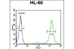 LL Antibody (Center) (ABIN651901 and ABIN2840445) flow cytometric analysis of HL-60 cells (right histogram) compared to a negative control cell (left histogram). (LMAN1L 抗体  (AA 279-308))