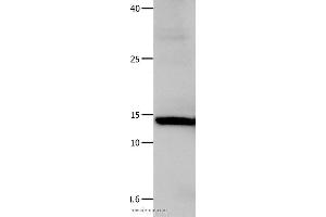 Western blot analysis of Hela cell, using LGALS1 Polyclonal Antibody at dilution of 1:500
