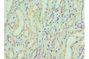 Immunohistochemistry of paraffin-embedded human kidney tissue using ABIN7152153 at dilution of 1:100 (EIF3E 抗体  (AA 1-445))