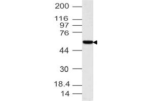 Image no. 1 for anti-Interferon Related Developmental Regulator 1 (IFRD1) (AA 1-300) antibody (ABIN5027565) (IFRD1 抗体  (AA 1-300))