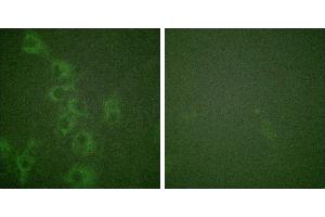 P-peptide - +Immunofluorescence analysis of HuvEc cells, using Histamine H1 Receptor (Phospho-Ser398) antibody.