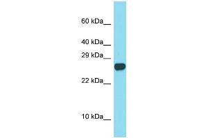 Western Blotting (WB) image for anti-Sperm Acrosome Associated Protein 3 (SPACA3) (C-Term) antibody (ABIN2505815) (SPACA3 抗体  (C-Term))