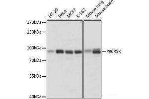 Western blot analysis of extracts of various cell lines using P90RSK Polyclonal Antibody at dilution of 1:1000.