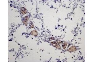 Expression of MC5R in rat skin - Immunohistochemical staining of paraffin embedded rat skin section using Anti-MC5 Receptor Antibody (ABIN7043325 and ABIN7044598), (1:100). (MC5 Receptor 抗体  (AA 224-236))