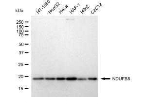 anti-NADH Dehydrogenase (Ubiquinone) 1 beta Subcomplex, 8, 19kDa (NDUFB8) antibody