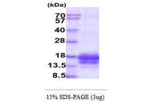 Epigen Protein (AA 23-110) (His tag)