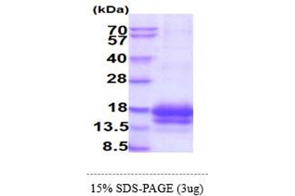 Epigen Protein (AA 23-110) (His tag)