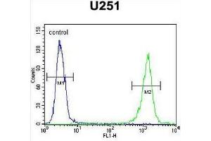 GPAA1 Antibody (N-term) flow cytometric analysis of U251 cells (right histogram) compared to a negative control cell (left histogram). (GPAA1 抗体  (N-Term))