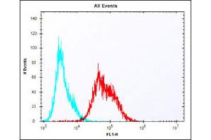 Overlay histogram showing Jurkat cells stained with Antibody (red line). (LAG3 抗体  (AA 103-132))