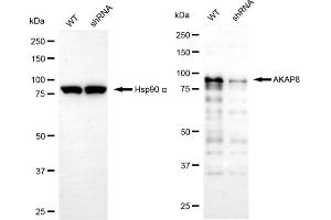 Western blotting analysis using AKAP8 antibody (ABIN7797435). (AKAP8 抗体)