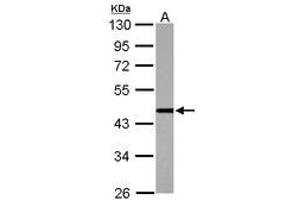 Image no. 1 for anti-Cleavage Stimulation Factor, 3' Pre-RNA, Subunit 1, 50kDa (CSTF1) (AA 185-408) antibody (ABIN1497673)