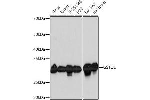 Western blot analysis of extracts of various cell lines, using GSTO1 Rabbit mAb (ABIN1679548, ABIN7101718, ABIN7101719 and ABIN7101720) at 1:1000 dilution. (GSTO1 抗体)