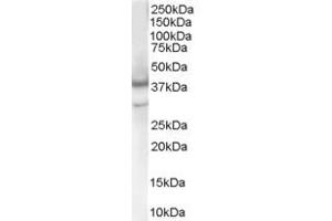 ABIN185284 (1µg/ml) staining of Human Brain lysate (35µg protein in RIPA buffer). (Caspase 4 抗体  (Internal Region))