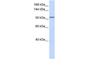 WB Suggested Anti-ZNF280D Antibody Titration:  0. (ZNF280D 抗体  (Middle Region))