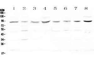 Western blot analysis of Cullin 4a using anti-Cullin 4a antibody . (Cullin 4A 抗体  (AA 494-759))