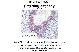 Image no. 2 for anti-G Protein-Coupled Receptor 27 (GPR27) (Internal Region) antibody (ABIN1735042) (GPR27 抗体  (Internal Region))
