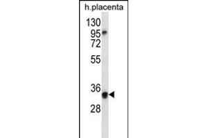 OR6N2 Antibody (C-term) (ABIN656622 and ABIN2845871) western blot analysis in human placenta tissue lysates (35 μg/lane). (OR6N2 抗体  (C-Term))