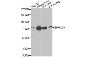 Western blot analysis of extracts of various cell lines, using EHHADH antibody (ABIN6292474) at 1:1000 dilution. (EHHADH 抗体)