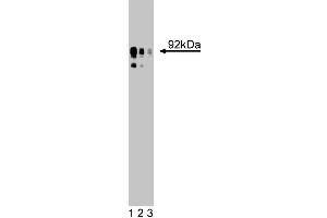 Western blot analysis for NHE on a HEK-293 cell lysate (Human embryonic kidney cells, ATCC CRL-1573). (SLC9A1 抗体  (AA 682-801))