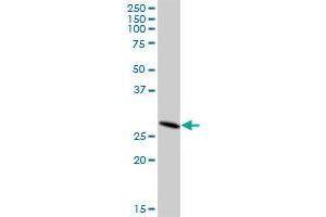 DHRS4L2 MaxPab polyclonal antibody. (DHRS4L2 抗体  (AA 1-230))