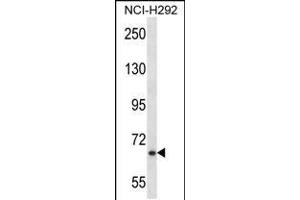MYB Antibody (Center) (ABIN657911 and ABIN2846859) western blot analysis in NCI- cell line lysates (35 μg/lane). (MYB 抗体  (AA 419-448))