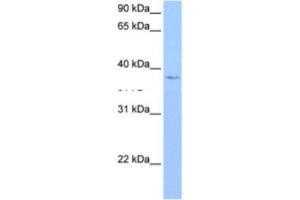 anti-hCG_1982709 antibody