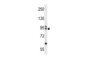 ARMC9 Antibody (N-term) (ABIN657366 and ABIN2846413) western blot analysis in CEM cell line lysates (35 μg/lane). (ARMC9 抗体  (N-Term))