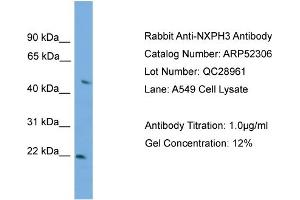 WB Suggested Anti-NXPH3  Antibody Titration: 0. (NXPH3 抗体  (Middle Region))