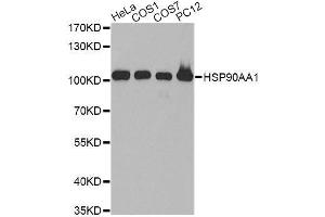 Western blot analysis of extracts of various cell lines, using HSP90AA1 antibody. (HSP90AA1 抗体  (AA 433-732))