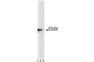 Western blot analysis of Drp1 on a HCT-8 cell lysate (Human colorectal adenocarcinoma, ATCC CCL-244). (Density Regulated Protein 抗体  (AA 19-201))