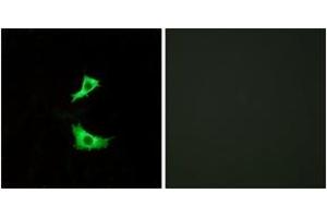 Immunofluorescence analysis of LOVO cells, using FFAR3 Antibody. (FFAR3 抗体  (AA 11-60))