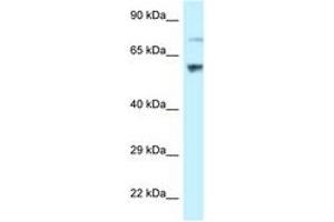Image no. 1 for anti-Ribosomal L1 Domain Containing 1 (RSL1D1) (AA 401-450) antibody (ABIN6747784) (RSL1D1 抗体  (AA 401-450))