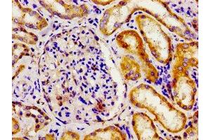 Immunohistochemistry of paraffin-embedded human kidney tissue using ABIN7150152 at dilution of 1:100 (APOBEC3D 抗体  (AA 250-371))