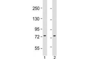 Western blot testing of human 1) HepG2 and 2) K562 cell lysate with GTPBP4 antibody at 1:1000. (GTPBP4 抗体  (AA 477-510))