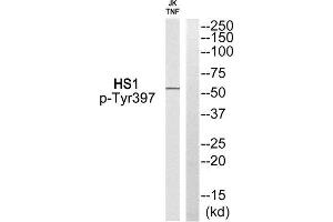 Western Blotting (WB) image for anti-Hematopoietic Cell-Specific Lyn Substrate 1 (HCLS1) (pTyr397) antibody (ABIN1847822) (HCLS1 抗体  (pTyr397))