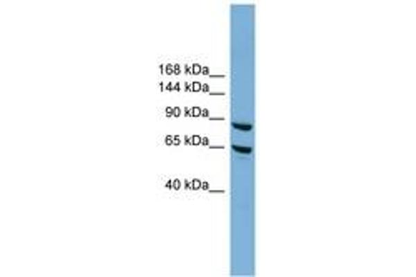 EXOC6 anticorps  (N-Term)