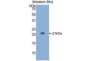 Western Blotting (WB) image for Tumor Necrosis Factor alpha (TNF alpha) ELISA Kit (ABIN6574142)