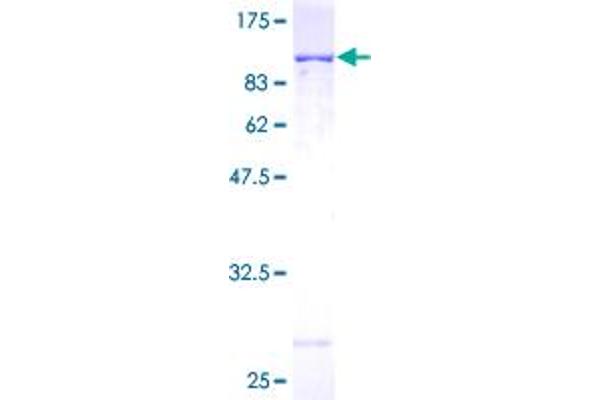 Hsc70 Protein (AA 1-646) (GST tag)