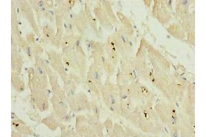 Immunohistochemistry of paraffin-embedded human heart tissue using ABIN7163997 at dilution of 1:100 (KCNH7 抗体  (AA 1-300))