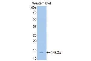 Western Blotting (WB) image for anti-Bone Morphogenetic Protein 2 (BMP2) (AA 284-388) antibody (ABIN1858152) (BMP2 抗体  (AA 284-388))