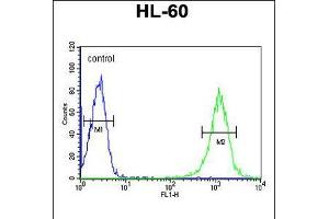Flow cytometric analysis of HL-60 cells (right histogram) compared to a negative control cell (left histogram). (B4GALT1 抗体  (C-Term))