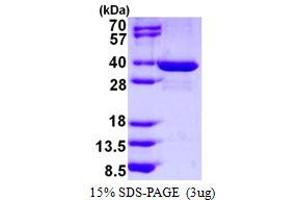 Image no. 1 for Spindlin 1 (SPIN1) protein (His tag) (ABIN6386979) (Spindlin 1 Protein (SPIN1) (His tag))