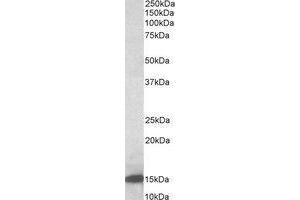 AP23676PU-N Galectin-1 antibody staining of Rat Pancreas lysate at 0. (LGALS1/Galectin 1 抗体  (Internal Region))
