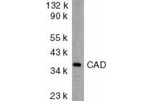Western blot analysis of CAD in mouse kidney tissue lysate with CAD antibody at 2μg/ml. (DFFB 抗体  (AA 205-222))