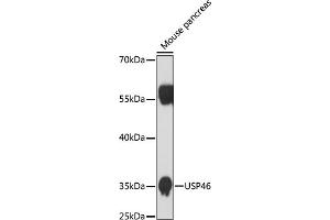 Western blot analysis of extracts of mouse pancreas, using USP46 antibody (ABIN7271165) at 1:1000 dilution. (USP46 抗体)